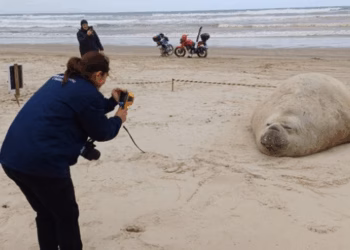 Ibama multa homem por perseguir elefante-marinho em SC