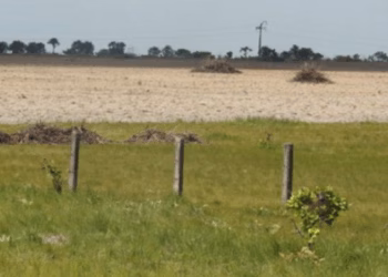 Governo do Brasil lança sistema para monitoramento diário da Amazônia