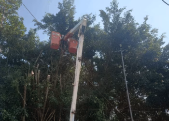 PMRB: poda técnica no Centro garante segurança sem derrubar árvores