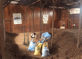 Extrativismo no Acre cresce 1,8% e soma R$ 115,8 milhões