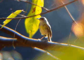 Horto Florestal de Rio Branco já tem mais de 80 espécies de aves registradas por meio da ciência cidadã