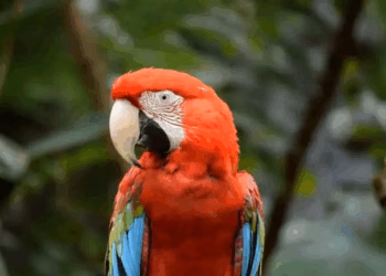 Amazônia