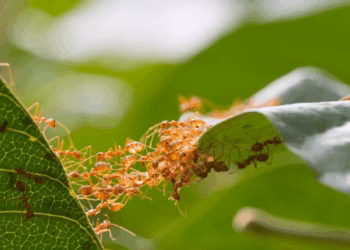 O segredo das formigas tecelãs…