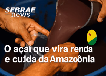 O açaí que vira renda e cuida da Amazônia