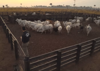 ICMBio aplica R$ 22 milhões em multas por gado ilegal na Terra do Meio, em Altamira