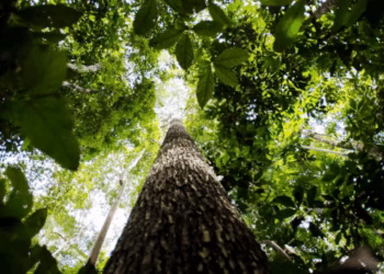 Pró-Amazônia aprova 74 projetos na Amazônia Legal. Confira resultado preliminar